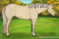 Horse Color:Palomino Roan Dun 