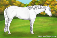 Horse Color:Gray Perlino Roan Dun Tobiano Appaloosa Rabicano 