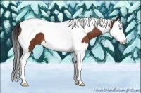 Horse Color:Bay Roan Splash Tobiano 