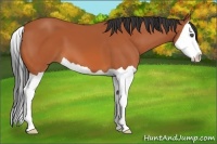 Horse Color:Bay Splash 