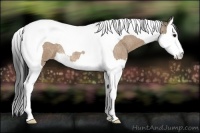 Horse Color:Bay Roan Dun Splash Tobiano