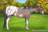 Horse Color:White Spotted Bay Roan Blanket