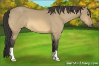 Horse Color:Buckskin Dun 