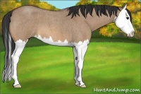 Horse Color:Bay Roan Dun Splash