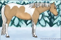 Horse Color:Silver Buckskin Tobiano