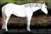 Horse Color:Bay Dun Tobiano Appaloosa Rabicano