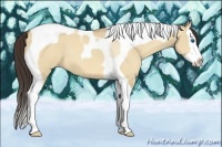 Horse Color:Amber Champagne Dun Splash Tobiano 