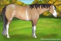 Horse Color:White Spotted Amber Champagne Splash 