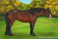 Horse Color:Bay Splash 