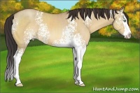 Horse Color:White Spotted Amber Champagne Dun Splash 