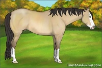 Horse Color:Amber Champagne Dun Sabino Splash Rabicano 