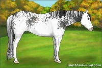 Horse Color:White Spotted Black Splash Rabicano