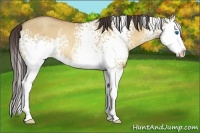 Horse Color:White Spotted Amber Champagne Dun Splash Rabicano 