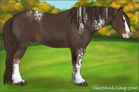 Horse Color:White Spotted Liver Chestnut Splash 