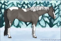 Horse Color:Grullo Sabino Splash Tobiano Rabicano 