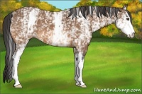 Horse Color:White Spotted Buckskin