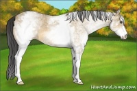 Horse Color:White Spotted Buckskin Roan Dun Rabicano