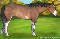 Horse Color:Buckskin Sabino Rabicano