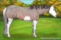 Horse Color:Bay Roan Splash Appaloosa 