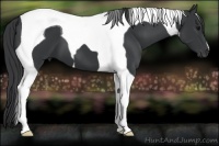 Horse Color:Black Tobiano 