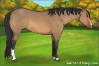 Horse Color:Bay Dun Sabino
