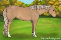 Horse Color:Palomino