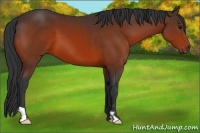 Horse Color:Bay Frame 