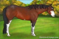 Horse Color:Bay Sabino