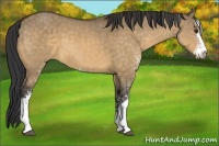 Horse Color:Buckskin Dun Sabino 