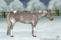 Horse Color:White Spotted Silver Black Tobiano 