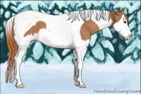 Horse Color:Chestnut Splash Tobiano