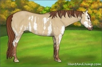 Horse Color:Red Dun Sabino Splash Brindle