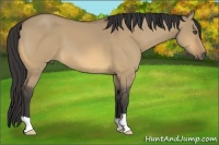 Horse Color:Buckskin Dun