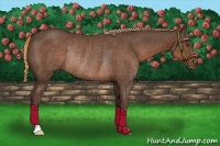 Horse Color:Liver Chestnut Rabicano 
