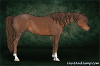 Horse Color:Liver Chestnut 