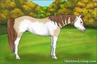 Horse Color:Red Dun Sabino Splash Frame Rabicano 