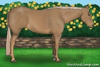 Horse Color:Palomino 