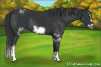 Horse Color:White Spotted Black Splash Frame Rabicano 