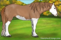 Horse Color:Chestnut Splash 