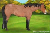 Horse Color:Bay Roan Splash 