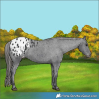 Horse Color:Black Appaloosa 
