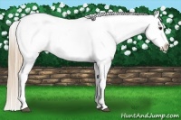 Horse Color:Red Roan Splash Frame Varnish