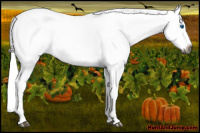 Horse Color:Gray Chestnut Splash 