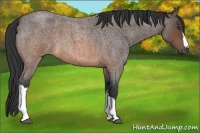 Horse Color:Brown Roan 