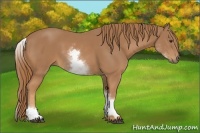 Horse Color:White Spotted Chestnut 
