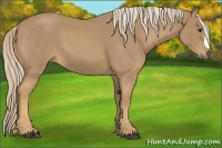 Horse Color:Palomino Roan 
