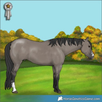 Horse Color:Grullo Sabino 