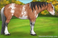Horse Color:White Spotted Bay 