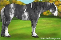 Horse Color:White Spotted Black