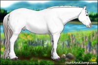 Horse Color:Buckskin Appaloosa